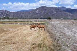 Khô hạn kéo dài khiến nhiều diện tích đất nông nghiệp ở huyện Thuận Bắc, Ninh Thuận phải dừng sản xuất vì thiếu nước. (Ảnh: Nguyễn Thành/TTXVN)