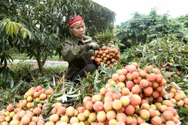 Vải thiều chín sớm hiện có giá bán từ 37.000đ - 56.000đ/kg tùy loại. (Ảnh: Vũ Sinh/TTXVN)