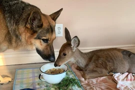 Sarge đã hành động như một vệ sĩ và bảo mẫu cho con vật nhỏ tội nghiệp này. (Nguồn: BoredPanda)