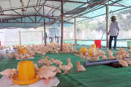 Một trại chăn nuôi gia cầm tại huyện Phú Lương, Thái Nguyên sử dụng công nghệ vi sinh để góp phần phòng chống dịch bệnh và giảm mùi hôi tại các chuồng. (Ảnh: Quân Trang/TTXVN)
