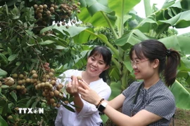 Nhãn Hưng Yên. (Nguồn: TTXVN)