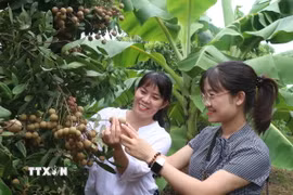 Nhãn Hưng Yên. (Nguồn: TTXVN)
