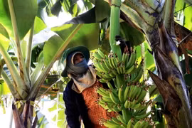 Công nhân chăm sóc chuối tại trang trại chuối già Nam Mỹ ứng dụng công nghệ cao, Công ty Cổ phần Cao su Thống Nhất (Bà Rịa-Vũng Tàu). (Ảnh: Hồng Đạt/TTXVN)