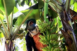 Công nhân chăm sóc chuối tại trang trại chuối già Nam Mỹ ứng dụng công nghệ cao, Công ty Cổ phần Cao su Thống Nhất (Bà Rịa-Vũng Tàu). (Ảnh: Hồng Đạt/TTXVN)
