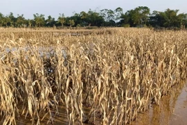 Cây trồng ở Yên Bái bị ngập úng, gãy đổ, chết trắng do bão số 3. (Ảnh: TTXVN phát)