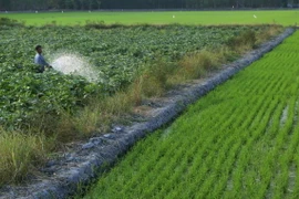 Ảnh minh họa. (Nguồn: TTXVN)