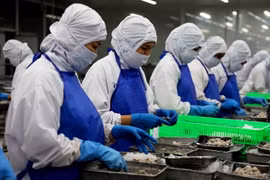 Chế biến tôm xuất khẩu tại một công ty thuộc Khu công nghiệp Vĩnh Lộc, huyện Bình Chánh, Thành phố Hồ Chí Minh. (Ảnh: Hồng Đạt/TTXVN)