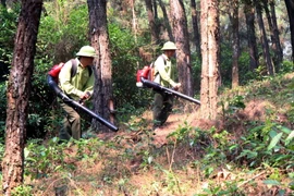 Lực lượng kiểm lâm dọn đường băng cản lửa phòng chống cháy rừng. (Ảnh minh họa: Công Tường/TTXVN)