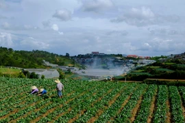 Trồng rau ở Đà Lạt. (Nguồn: TTXVN)
