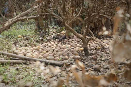 Nhiều cây chuẩn bị thu hoạch giờ quả rụng đầy gốc... gây thiệt hại lớn đối với người trồng bưởi xã Đại Minh. (Ảnh: Tuấn Anh/TTXVN)