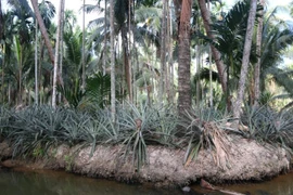 Mô hình trồng xen canh dứa, cau, dừa. (Nguồn: Kinh doanh và Phát triển)