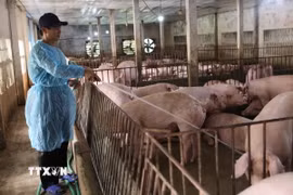 Chăn nuôi heo an toàn. (Nguồn: TTXVN)