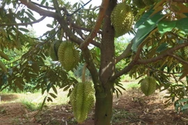 Một vườn sầu riêng. (Ảnh: Dư Toán/TTXVN)