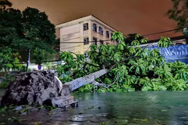 Cây xanh đổ la liệt. (Ảnh: Thanh Tùng/TTXVN)