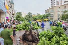 Cây đổ trên phố Tân Mai (quận Hoàng Mai) được lực lượng chức năng dọn dẹp, thu gom. (Ảnh: Thanh Tùng/TTXVN)