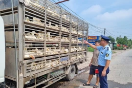 Xe ôtô biển kiểm soát 29H-663.47 bị phát hiện đang vận chuyển 600 con vịt, tương đương khoảng 1,5 tấn không có giấy chứng nhận kiểm dịch động vật. (Ảnh: TTXVN phát)