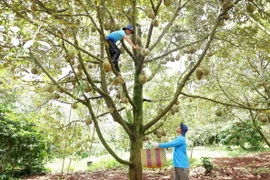 Nông dân huyện Krông Pắc - 'thủ phủ' sầu riêng của tỉnh Đắk Lắk thu hoạch sầu riêng năm 2024. (Ảnh: Hoài Thu/TTXVN)