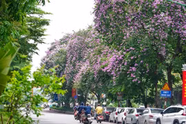 Hoa bằng lăng nở tím dọc đường Kim Mã. (Ảnh: Khánh Hòa/TTXVN)