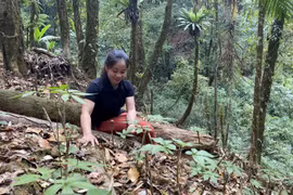 Nhiều hộ dân tại huyện Đăk Glei (Kon Tum) đã mạnh dạn vay vốn để đầu tư vào trồng dược liệu dưới tán rừng vươn lên thoát nghèo. (Ảnh: Khoa Chương/TTXVN)