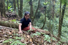 Nhiều hộ dân tại huyện Đăk Glei (Kon Tum) đã mạnh dạn vay vốn để đầu tư vào trồng dược liệu dưới tán rừng vươn lên thoát nghèo. (Ảnh: Khoa Chương/TTXVN)