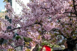 Người dân chiêm ngưỡng vẻ đẹp hoa anh đào tại Tokyo, Nhật Bản, ngày 11/3. (Ảnh: AFP/TTXVN)