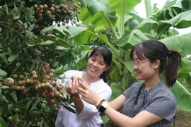 Một vườn nhãn ở Hưng Yên. (Ảnh: Đỗ Huyền/TTXVN)