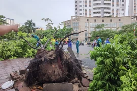 Cây đổ trên phố Tân Mai (quận Hoàng Mai) được lực lượng chức năng dọn dẹp, thu gom. (Ảnh: Thanh Tùng/TTXVN)