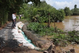 Đoạn sạt lở nghiêm trọng phía bờ Tây sông Cái Lân ở ấp 4, xã Tân Thanh, huyện Cái Bè, tỉnh Tiền Giang. (Ảnh: Minh Trí/TTXVN)