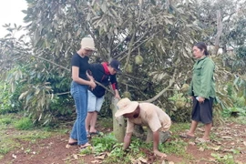 Nông dân cùng cán bộ thôn, buôn kiểm tra gốc rễ và tìm giải pháp khắc phục thiệt hại do mưa lớn kèm lốc xoáy. (Ảnh: TTXVN phát)