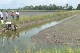 Nông dân Bạc Liêu bơm tháo nước ra khỏi vuông tôm, sẵn sàng xuống giống vụ lúa. (Ảnh: TTXVN phát)