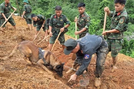 Chó nghiệp vụ được sử dụng để tìm kiếm vị trí nạn nhân bị vùi lấp. (Ảnh: Đức Thọ/TTXVN)