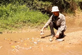 Người dân kiểm tra các loại cá chết ở khe Rào Trường, xã Vĩnh Hà, huyện Vĩnh Linh, tỉnh Quảng Trị. (Ảnh: Nguyên Lý/TTXVN)