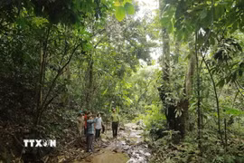Ảnh minh họa. (Nguồn: TTXVN)