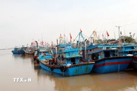 Tàu thuyền neo đậu tránh trú bão. (Ảnh: TTXVN)