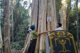 Cây di sản được Hội Bảo vệ Thiên nhiên và Môi trường Việt Nam trao tặng bằng công nhận ngày 25/11/2022. (Ảnh: K GỬIH/TTXVN)