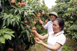 Một vườn vải thiều được cấp mã số vùng trồng xuất khẩu. (Ảnh: Đồng Thúy/TTXVN)