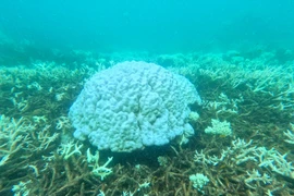 Hiện tượng tẩy trắng san hô được kích hoạt bởi tình trạng bất thường về nhiệt độ nước khiến san hô trục xuất các loại tảo đầy màu sắc sống trong các mô của chúng và làm màu sắc rực rỡ của san hô biến mất. (Ảnh: Ban Quản lý Vườn Quốc gia Côn Đảo/TTXVN phát)
