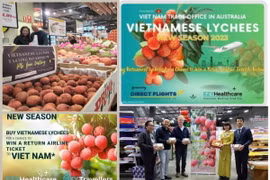 Một số hoạt động xúc tiến vải tại Australia các mùa vụ gần đây do Cơ quan Thương vụ thực hiện như đấu giá, treo thưởng vé máy bay, dùng thử, quảng cáo trên nền tảng trực tuyến có lượng truy cập lớn. (Ảnh: TTXVN phát)
