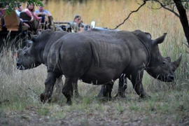 Tê giác trắng tại Limpopo, Nam Phi. (Ảnh: AFP/TTXVN)