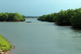 Khu rừng ngập mặn trên phá Tam Giang-Cầu Hai ở xã Phú Diên, huyện Phú Vang, tỉnh Thừa Thiên-Huế. (Ảnh: Đỗ Trưởng/TTXVN)