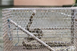 Cá thể trăn gấm được người dân giao nộp cho lực lượng chức năng. (Ảnh: TTXVN phát)