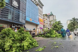 Cây đổ trên phố Tân Mai (quận Hoàng Mai) được lực lượng chức năng dọn dẹp, thu gom. (Ảnh: Thanh Tùng/TTXVN)