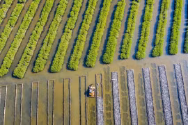 Rừng ngập mặn bàu Cá Cái, xã Bình Thuận (Bình Sơn, Quảng Ngãi) được phục hồi từ năm 2015. (Ảnh: TTXVN phát)