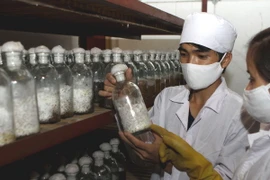 (Ảnh minh họa: Vũ Sinh/TTXVN)