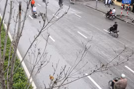 Hàng cây phong lá đỏ trên tuyến đường Trần Duy Hưng-Nguyễn Chí Thanh khẳng khiu, héo khô, không có lá. (Ảnh: Hùng Nguyễn/Vietnam+)