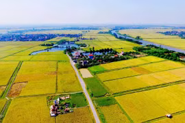 Ảnh minh họa. (Nguồn ảnh: Phương Hoa/TTXVN)
