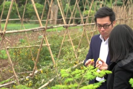 Rau sạch ăn ngay tại vườn. (Ảnh: PV/Vietnam+)