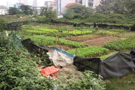 Rau "sạch" được trồng ngay khu vực đổ rác ​trong một đô thị tại Cầu Giấy-Hà Nội. (Ảnh: PV/Vietnam+)