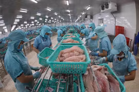 Dây chuyền chế biến cá tra phi lê xuất khẩu tại nhà máy của Công ty CP đầu tư phát triển đa quốc gia. (Ảnh: Vũ Sinh/TTXVN)