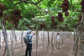 Du khách tham quan vườn nho ở thôn Thái An, xã Vĩnh Hải, huyện Ninh Hải. (Ảnh: Minh Hưng/TTXVN)